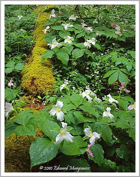 450651   An intimate corner of the park with wild trillium and a moss covered log